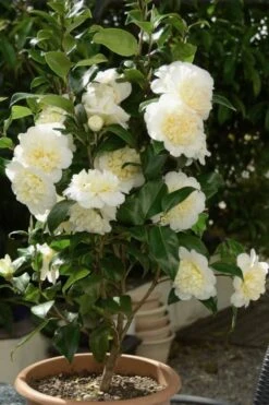 Brushfield Yellow Camellia Japonica - 3 Gallon Pot -Foxtail Plant Shop Camellia Brushfield Yellow 500x750 2