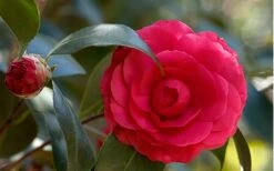 C. M. Hovey Camellia Japonica - 3 Gallon Pot -Foxtail Plant Shop Camellia C M Hovey 1