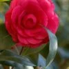 C. M. Hovey Camellia Japonica - 3 Gallon Pot -Foxtail Plant Shop Camellia C M Hovey 1 500x750 1