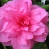Chansonette Dwarf Weeping Camellia Sasanqua - 1 Gallon Pot -Foxtail Plant Shop Camellia Chansonette 1 1