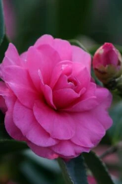 Chansonette Dwarf Weeping Camellia Sasanqua - 3 Gallon Pot -Foxtail Plant Shop Camellia Chansonette 2