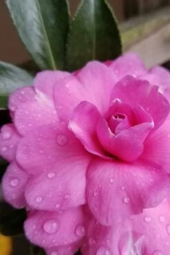 Chansonette Dwarf Weeping Camellia Sasanqua - 3 Gallon Pot -Foxtail Plant Shop Camellia Chansonette 4