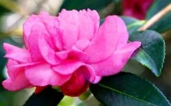 Chansonette Dwarf Weeping Camellia Sasanqua - 1 Gallon Pot -Foxtail Plant Shop Camellia Chansonette 5 1