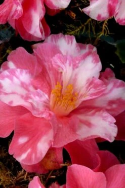 Coral Delight Camellia Hybrid - 3 Gallon Pot -Foxtail Plant Shop Camellia Coral Delight 15