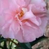 Cotton Candy Camellia Sasanqua - 1 Gallon Pot -Foxtail Plant Shop Camellia Cotton Candy 500x750 2