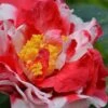 Sacred Dance Camellia Japonica 'Daikagura' - 3 Gallon Pot -Foxtail Plant Shop Camellia Daikagura 1 500x750 1