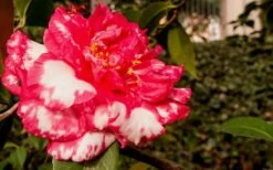 Sacred Dance Camellia Japonica 'Daikagura' - 3 Gallon Pot -Foxtail Plant Shop Camellia Daikagura 3