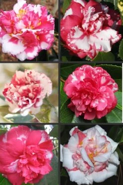 Sacred Dance Camellia Japonica 'Daikagura' - 3 Gallon Pot -Foxtail Plant Shop Camellia Daikagura Colors 500x750 1