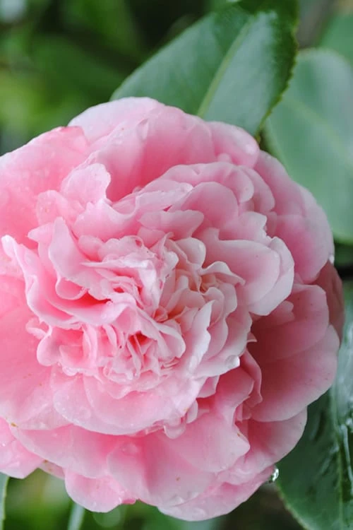 Debutante Pink Camellia Japonica - 1 Gallon Pot 1 Debutante Pink Camellia Japonica - 1 Gallon Pot