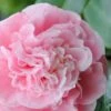 Debutante Pink Camellia Japonica - 3 Gallon Pot -Foxtail Plant Shop Camellia Debutante 500x750 3