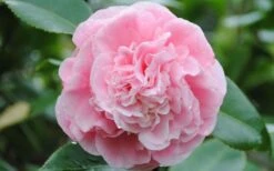Debutante Pink Camellia Japonica - 3 Gallon Pot 9 Debutante Pink Camellia Japonica - 3 Gallon Pot -Foxtail Plant Shop Camellia Debutante Closeup Flower 3 2