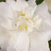 Diana Camellia Sasanqua - 1 Gallon Pot -Foxtail Plant Shop Camellia Diana 500x750 1
