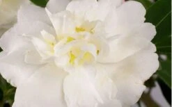 Diana Camellia Sasanqua - 2 Gallon Pot -Foxtail Plant Shop Camellia Diana Flower Closeup 1