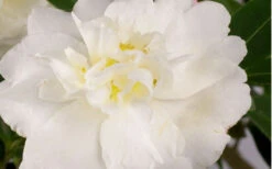 Diana Camellia Sasanqua - 1 Gallon Pot -Foxtail Plant Shop Camellia Diana Flower Closeup