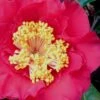 Dr. J.C. Raulston Camellia Japonica - 7 Gallon Pot -Foxtail Plant Shop Camellia Dr JC Raulston 10 1