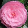 E.G. Waterhouse Camellia - Williamsii Hybrid - 3 Gallon Pot -Foxtail Plant Shop Camellia EG Waterhouse 1