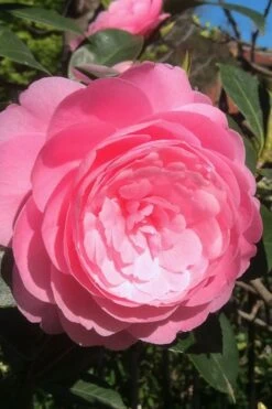 E.G. Waterhouse Camellia - Williamsii Hybrid - 3 Gallon Pot -Foxtail Plant Shop Camellia EG Waterhouse 2