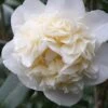 Fifth Avenue White Camellia Japonica - 3 Gallon Pot -Foxtail Plant Shop Camellia Fifth Avenue