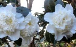 Fifth Avenue White Camellia Japonica - 1 Gallon Pot -Foxtail Plant Shop Camellia Fifth Avenue 21 1