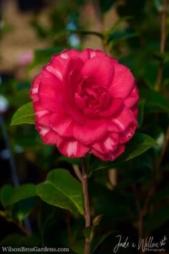 Glen 40 Camellia Japonica - 3 Gallon Pot 11 Glen 40 Camellia Japonica - 3 Gallon Pot -Foxtail Plant Shop Camellia Glen 40 JW 1 1