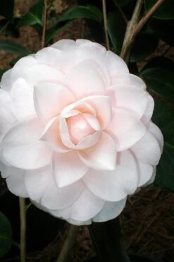 Goggy Camellia Japonica - 1 Gallon Pot -Foxtail Plant Shop Camellia Goggy 3
