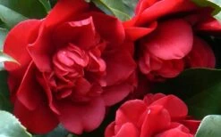 Governor Mouton Red Camellia Japonica - 3 Gallon Pot -Foxtail Plant Shop Camellia Governor Mouton 1