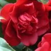 Governor Mouton Red Camellia Japonica - 1 Gallon Pot 10 Governor Mouton Red Camellia Japonica - 1 Gallon Pot -Foxtail Plant Shop Camellia Governor Mouton 1 500x750 2