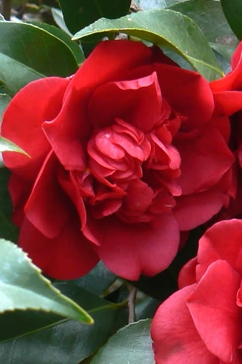 Governor Mouton Red Camellia Japonica - 1 Gallon Pot 1 Governor Mouton Red Camellia Japonica - 1 Gallon Pot