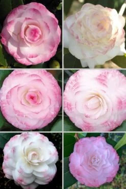 Grace Albritton Camellia Japonica - 3 Gallon Pot -Foxtail Plant Shop Camellia Grace Albritton 4 1