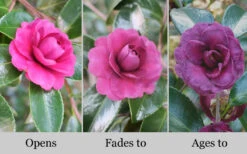 Green's Blues Dwarf Camellia Sasanqua - 3 Gallon Pot -Foxtail Plant Shop Camellia Greens Blues 10