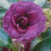 Green's Blues Dwarf Camellia Sasanqua - 3 Gallon Pot -Foxtail Plant Shop Camellia Greens Blues 3
