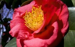 Greensboro Red Camellia Japonica - 3 Gallon Pot -Foxtail Plant Shop Camellia Greensboro Red 1