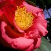 Greensboro Red Camellia Japonica - 7 Gallon Pot -Foxtail Plant Shop Camellia Greensboro Red 1 500x750 2