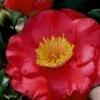 Gunsmoke Camellia Japonica - 3 Gallon Pot -Foxtail Plant Shop Camellia Gunsmoke 8