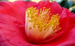 Gunsmoke Camellia Japonica - 3 Gallon Pot -Foxtail Plant Shop Camellia Gunsmoke Closeup Flower 3