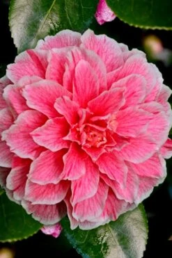 Brilliant Gem Fragrant Camellia Japonica - Herme - 3 Gallon Pot 11 Brilliant Gem Fragrant Camellia Japonica - Herme - 3 Gallon Pot -Foxtail Plant Shop Camellia Hermes 6 2