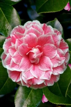 Brilliant Gem Fragrant Camellia Japonica - Herme - 3 Gallon Pot 10 Brilliant Gem Fragrant Camellia Japonica - Herme - 3 Gallon Pot -Foxtail Plant Shop Camellia Herrmes 4 1