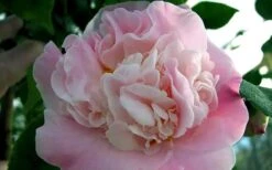 High Fragrance Camellia TREE FORM - 3 Gallon Pot -Foxtail Plant Shop Camellia High Fragrance 5