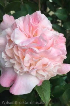 High Fragrance Camellia TREE FORM - 3 Gallon Pot -Foxtail Plant Shop Camellia High Fragrance 500x750 1