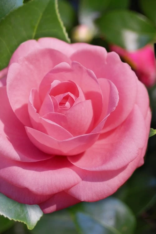 Jerry Hill Pink Camellia - 2.5 Gallon Pot 1 Jerry Hill Pink Camellia - 2.5 Gallon Pot