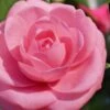 Jerry Hill Pink Camellia - 3 Gallon Pot -Foxtail Plant Shop Camellia Jerry Hill 1