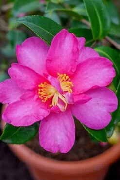 Kanjiro Camellia Sasanqua - 7 Gallon Pot (2-3')