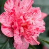 Kick Off Camellia Japonica - 1 Gallon Pot 9 Kick Off Camellia Japonica - 1 Gallon Pot -Foxtail Plant Shop Camellia Kick Off 10