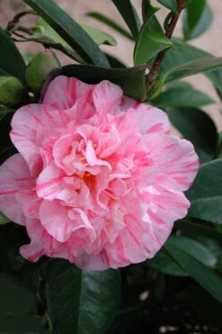 Kick Off Camellia Japonica - 1 Gallon Pot -Foxtail Plant Shop Camellia Kick Off 2