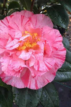 Kick Off Camellia Japonica - 3 Gallon Pot -Foxtail Plant Shop Camellia Kick Off 3 1