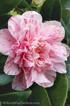Kick Off Camellia Japonica - 1 Gallon Pot -Foxtail Plant Shop Camellia Kick Off 4