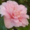 King's Ransom Camellia Japonica - 3 Gallon Pot 8 King's Ransom Camellia Japonica - 3 Gallon Pot -Foxtail Plant Shop Camellia Kings Ransom 2
