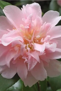 King's Ransom Camellia Japonica - 3 Gallon Pot -Foxtail Plant Shop Camellia Kings Ransom 3