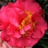 Kramers Supreme Red Double Camellia Japonica - 3 Gallon Pot 9 Kramers Supreme Red Double Camellia Japonica - 3 Gallon Pot -Foxtail Plant Shop Camellia Kramers Supreme 11 1