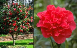 Kramers Supreme Red Double Camellia Japonica - 1 Gallon Pot 9 Kramers Supreme Red Double Camellia Japonica - 1 Gallon Pot -Foxtail Plant Shop Camellia Kramers Supreme 2